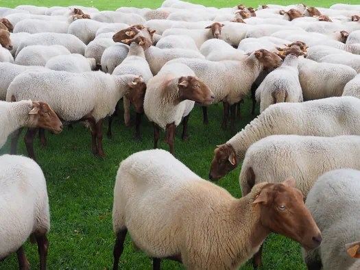 Openluchtmuseum Bokrijk (België)